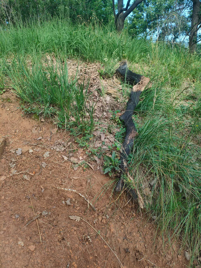 Verkohlter Ast und Brandspuren am Wegrand eines Wanderpfads am Monte Musinè