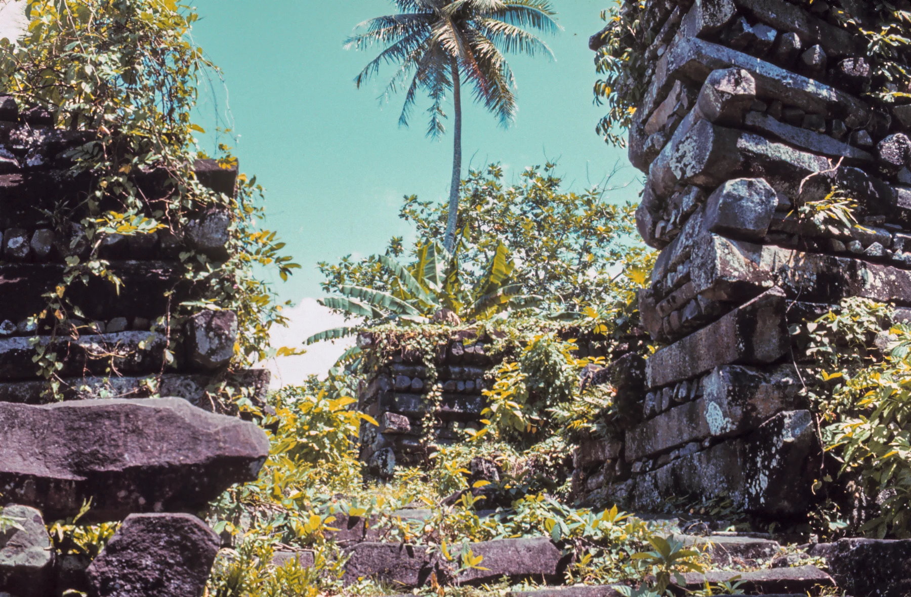 Innenansicht der Nan-Madol-Ruinen — Basaltwände mit tropischer Vegetation und Palme