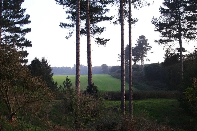 Lichtung am Ostrand des Rendlesham Forest in Suffolk — angeblicher Landebereich des unbekannten Objekts vom Dezember 1980