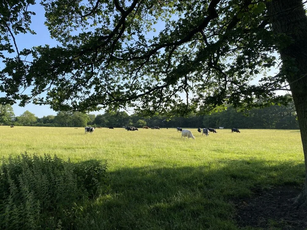 Rinder auf einer Weide — typische Landschaft der betroffenen Regionen im amerikanischen Westen